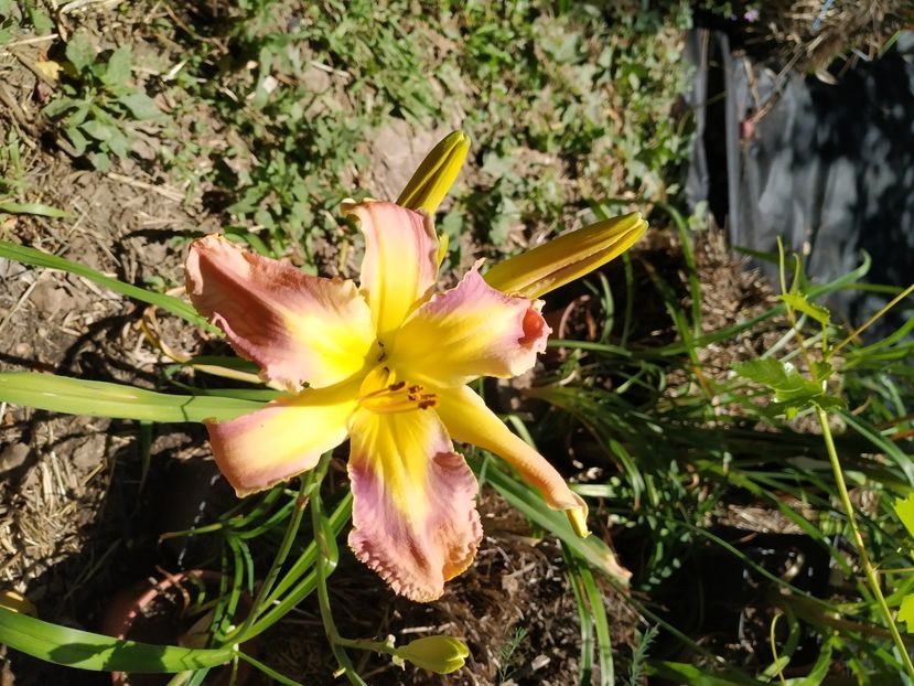  - 01-Hemerocallis _ crin de vara