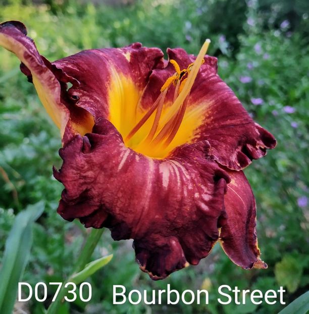  - 01-Hemerocallis _ crin de vara