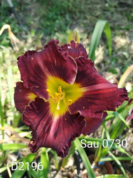  - 01-Hemerocallis _ crin de vara