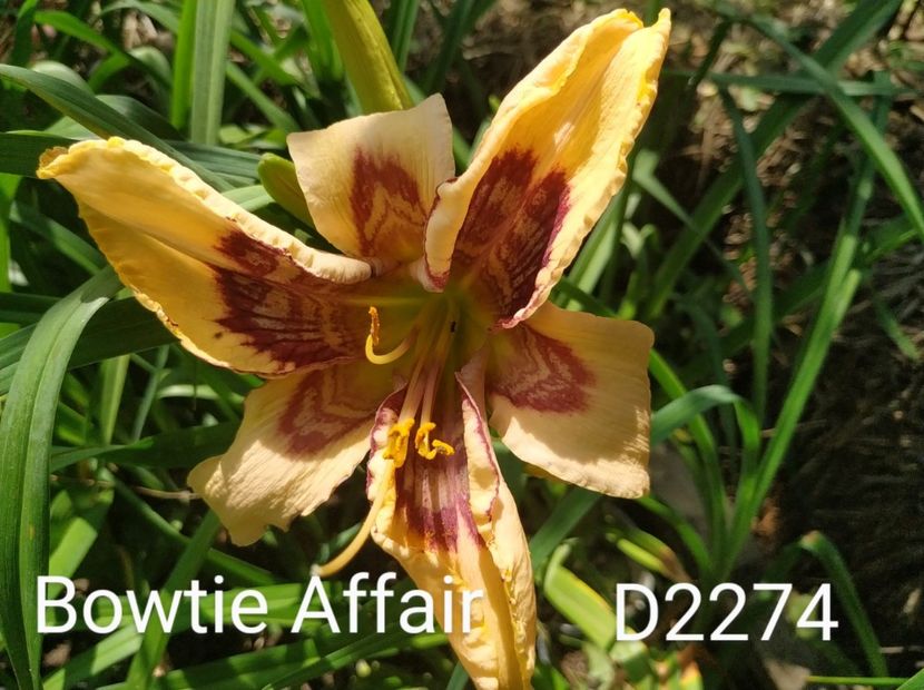  - 01-Hemerocallis _ crin de vara