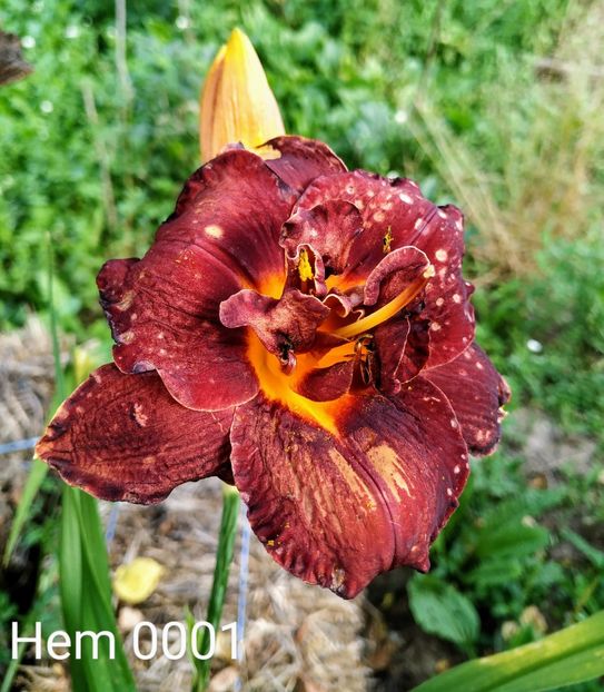  - 01-Hemerocallis _ crin de vara