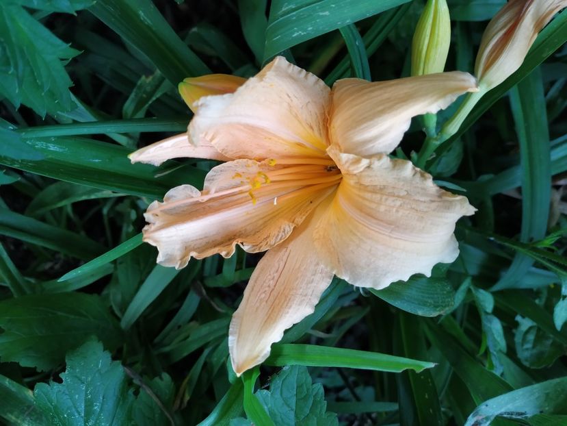  - 01-Hemerocallis _ crin de vara