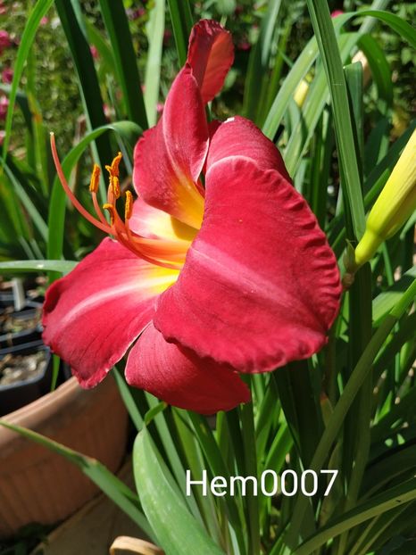  - 01-Hemerocallis _ crin de vara