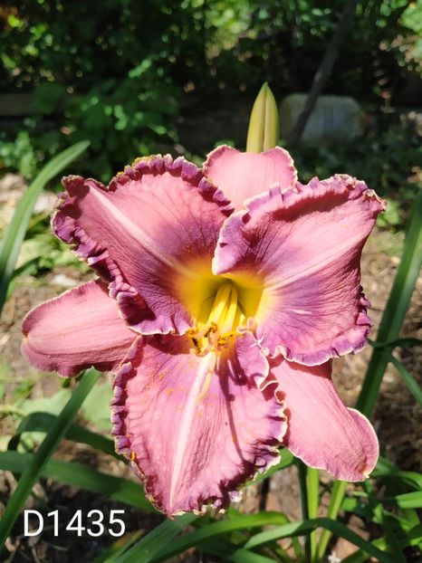  - 01-Hemerocallis _ crin de vara