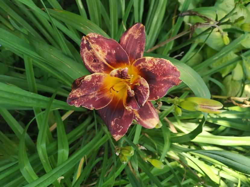  - 01-Hemerocallis _ crin de vara
