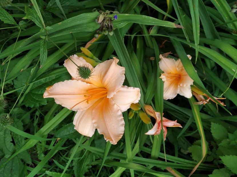  - 01-Hemerocallis _ crin de vara