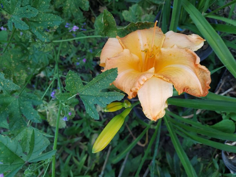  - 01-Hemerocallis _ crin de vara