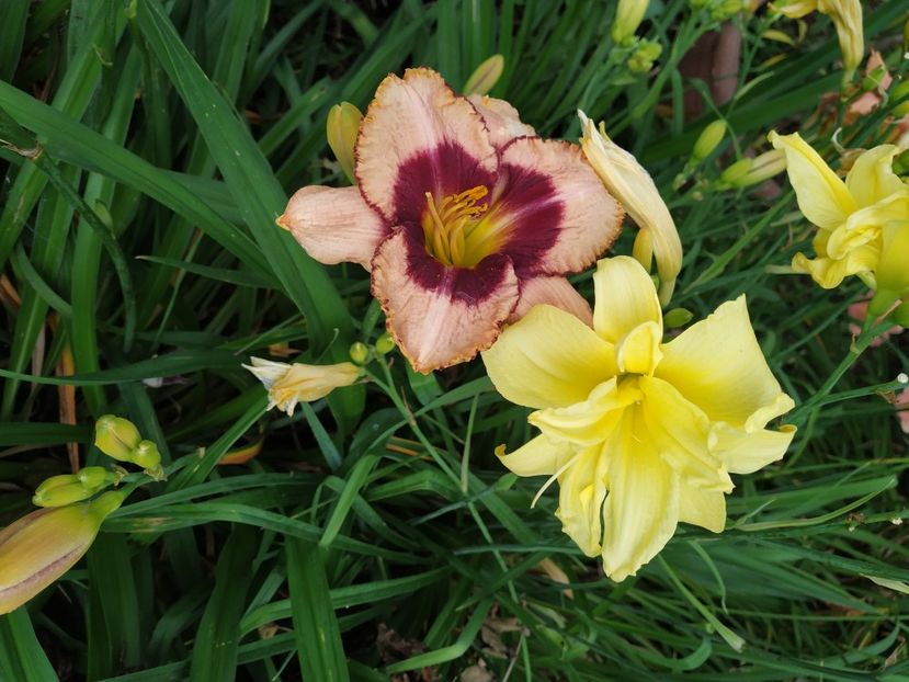  - 01-Hemerocallis _ crin de vara