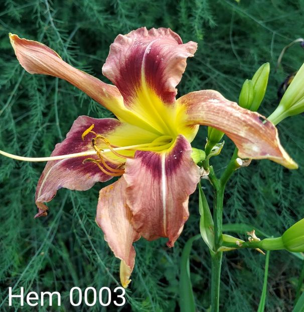  - 01-Hemerocallis _ crin de vara