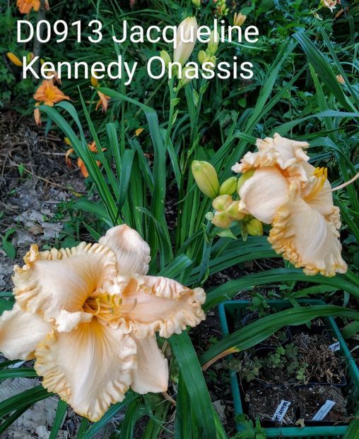  - 01-Hemerocallis _ crin de vara