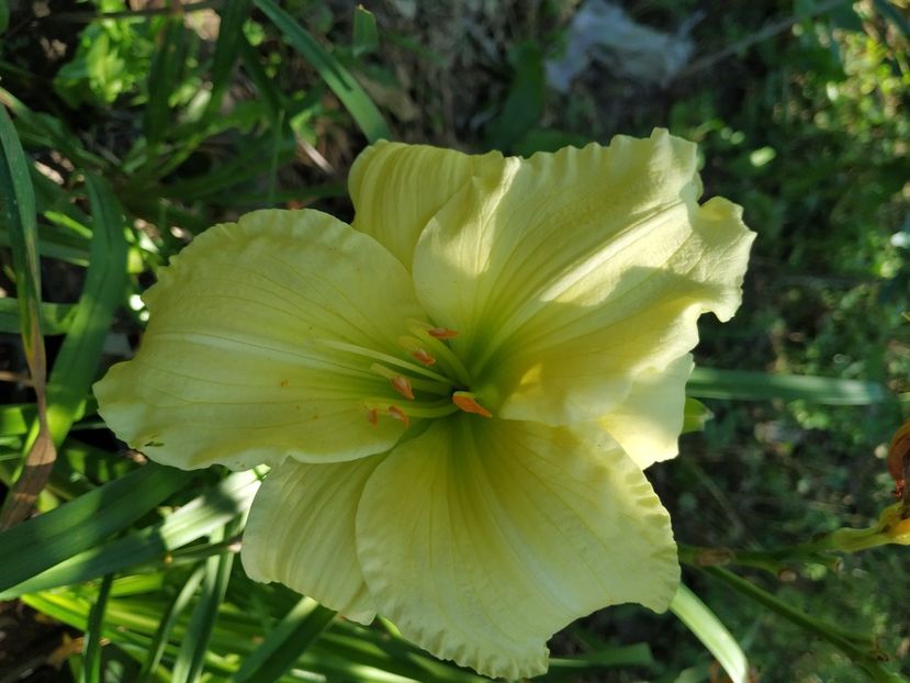  - 01-Hemerocallis _ crin de vara