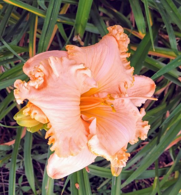  - 01-Hemerocallis _ crin de vara