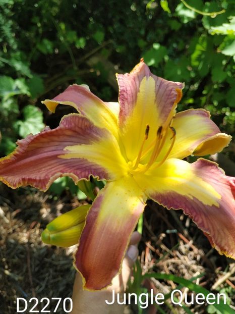  - 01-Hemerocallis _ crin de vara