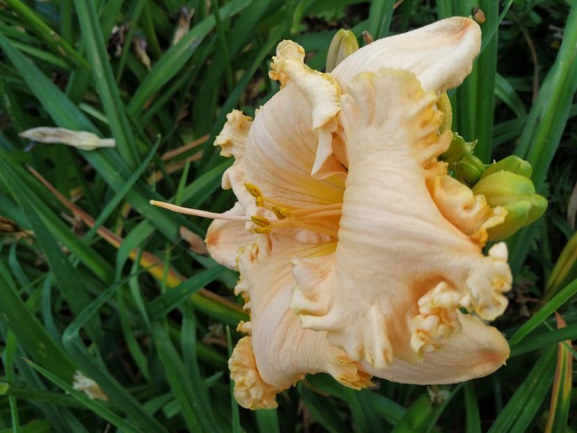  - 01-Hemerocallis _ crin de vara