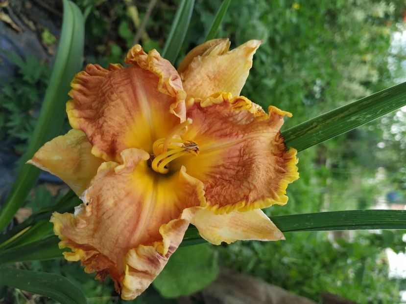  - 01-Hemerocallis _ crin de vara