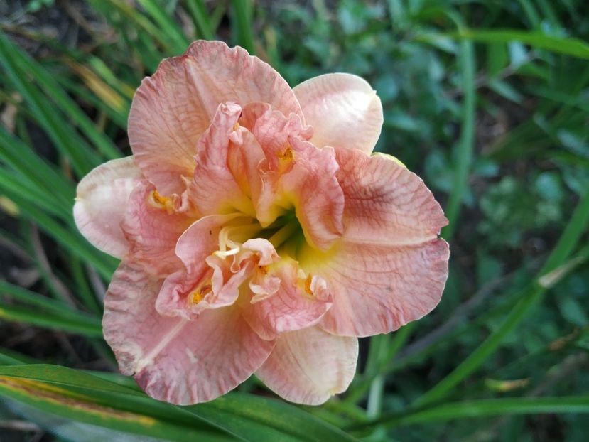  - 01-Hemerocallis _ crin de vara