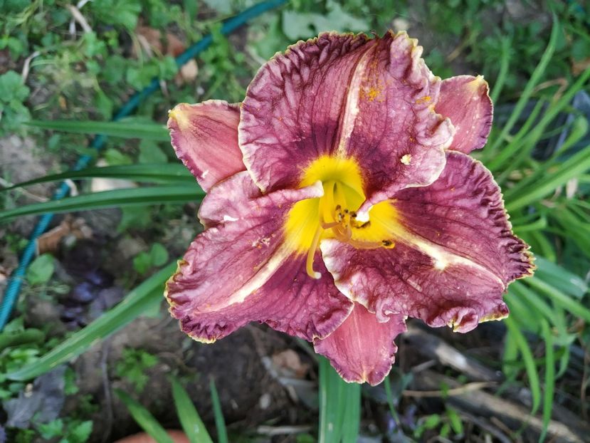  - 01-Hemerocallis _ crin de vara