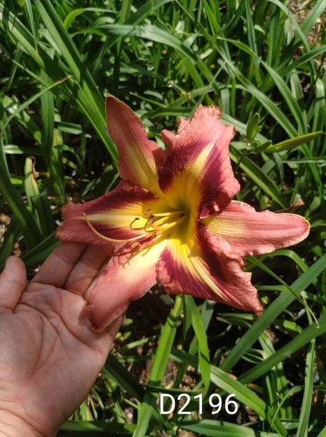  - 01-Hemerocallis _ crin de vara