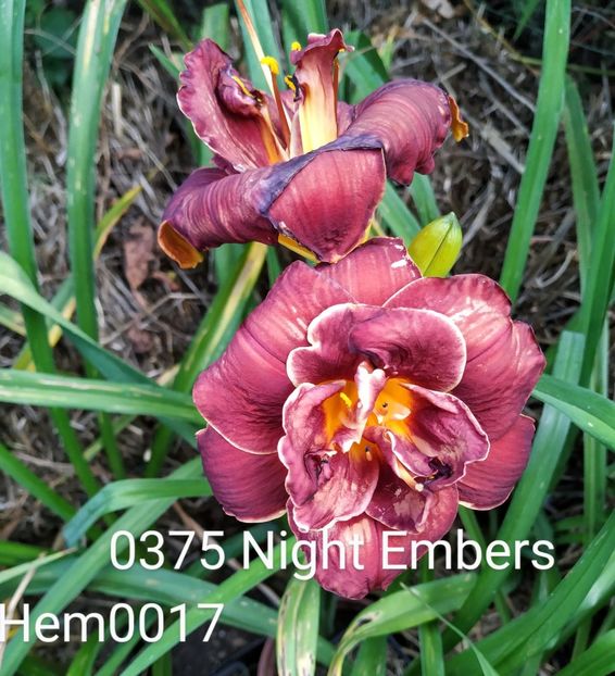  - 01-Hemerocallis _ crin de vara