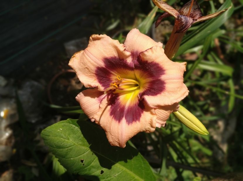  - 01-Hemerocallis _ crin de vara