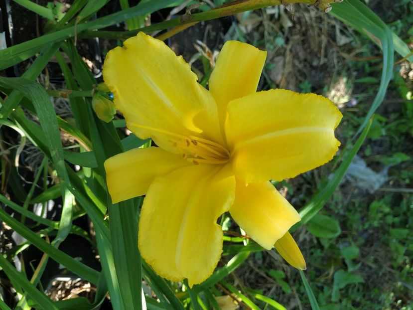  - 01-Hemerocallis _ crin de vara