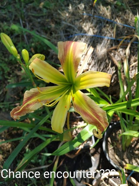  - 01-Hemerocallis _ crin de vara