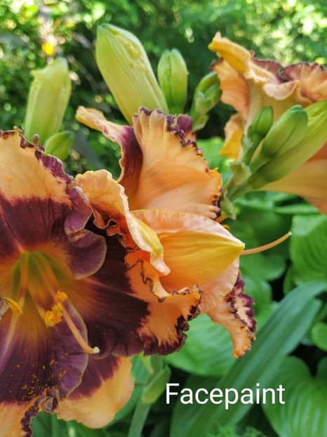  - 01-Hemerocallis _ crin de vara