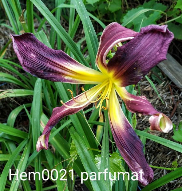  - 01-Hemerocallis _ crin de vara