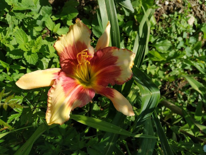  - 01-Hemerocallis _ crin de vara