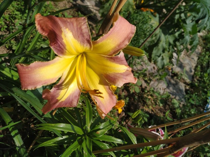  - 01-Hemerocallis _ crin de vara