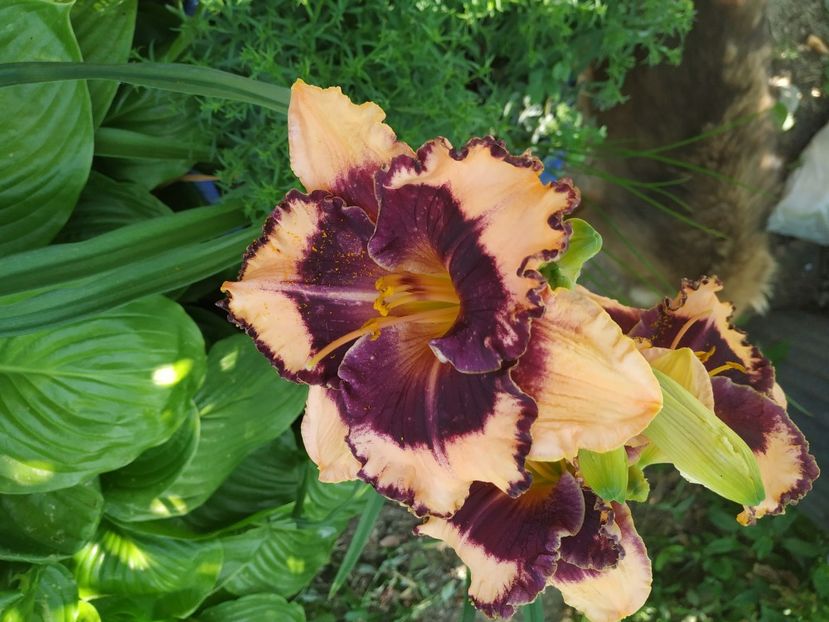  - 01-Hemerocallis _ crin de vara