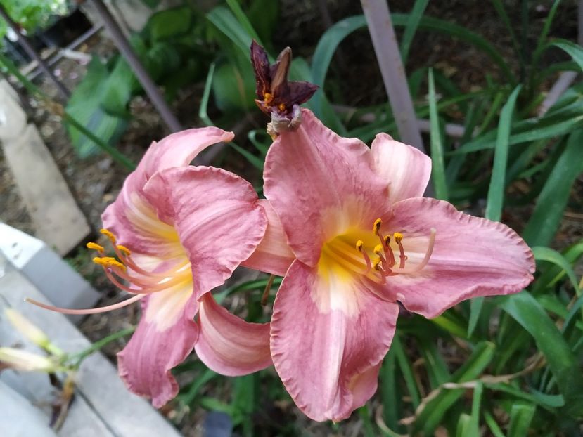  - 01-Hemerocallis _ crin de vara