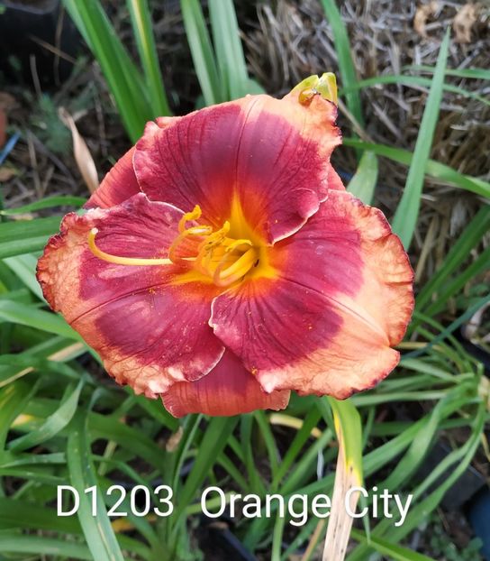  - 01-Hemerocallis _ crin de vara