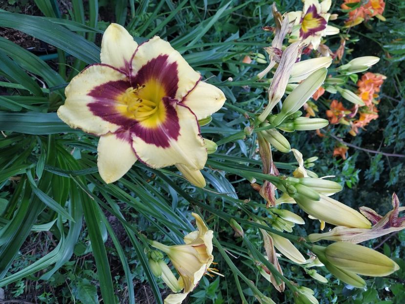  - 01-Hemerocallis _ crin de vara