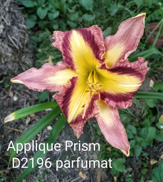  - 01-Hemerocallis _ crin de vara