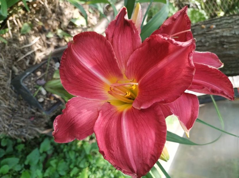  - 01-Hemerocallis _ crin de vara