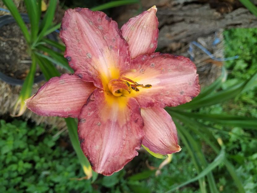  - 01-Hemerocallis _ crin de vara
