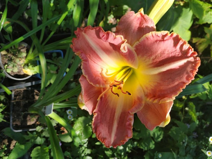  - 01-Hemerocallis _ crin de vara