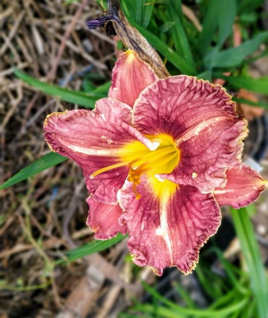  - 01-Hemerocallis _ crin de vara