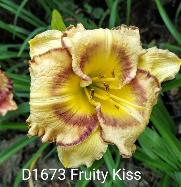  - 01-Hemerocallis _ crin de vara