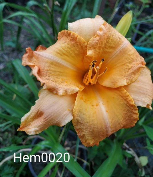  - 01-Hemerocallis _ crin de vara