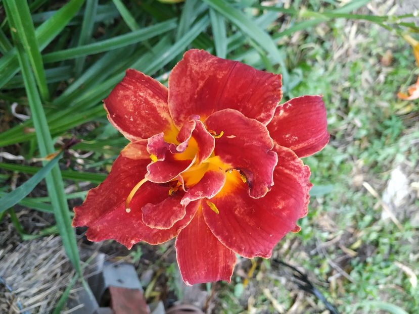  - 01-Hemerocallis _ crin de vara