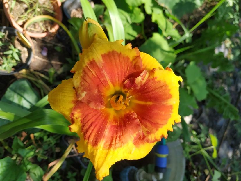 - 01-Hemerocallis _ crin de vara