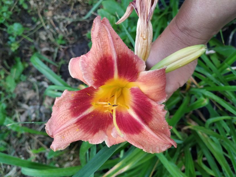  - 01-Hemerocallis _ crin de vara