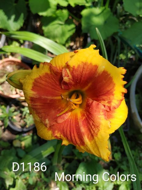  - 01-Hemerocallis _ crin de vara