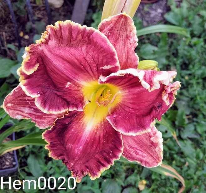  - 01-Hemerocallis _ crin de vara