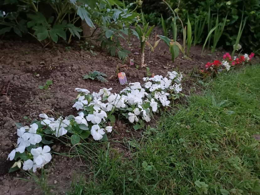 Img. 2022. 06. 10 - Grădina mea