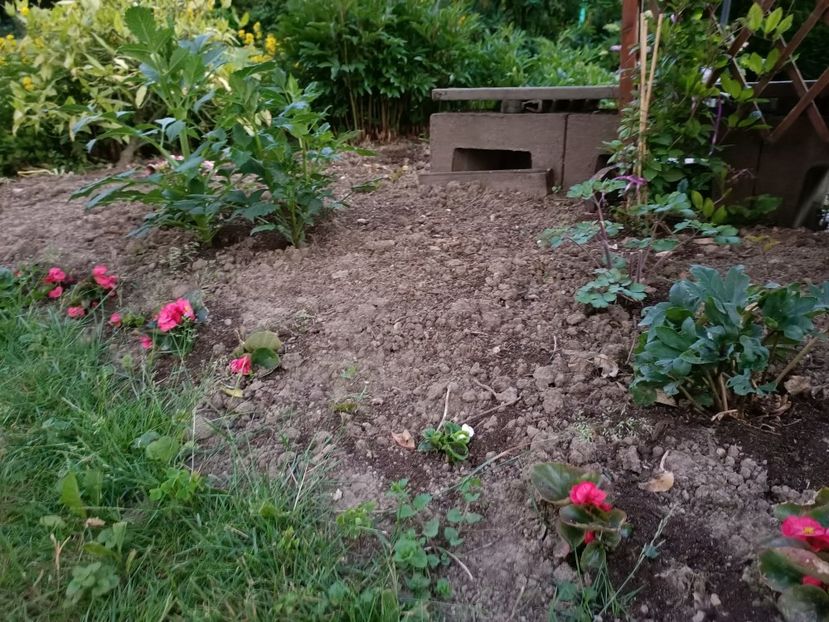 Img. 2022. 06. 10 - Grădina mea