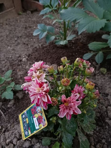 Img. 20220610214318 - Grădina mea