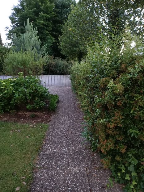 IMG20220610214048 - Grădina mea